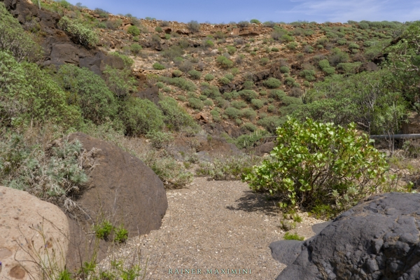 Teneriffa: Barranco del Pedregal