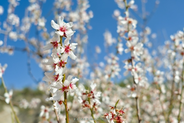 Teneriffa – Mandelblüte bei El Cedro